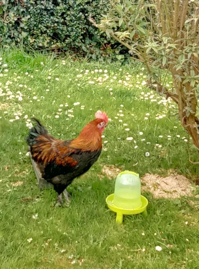 La Pommeraie 76 Saint-Ouen-sous-Bailly Esterno foto